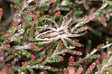 Pisaura_mirabilis_D3026_Z_85_NP De Hoge Veluwe_Nederland